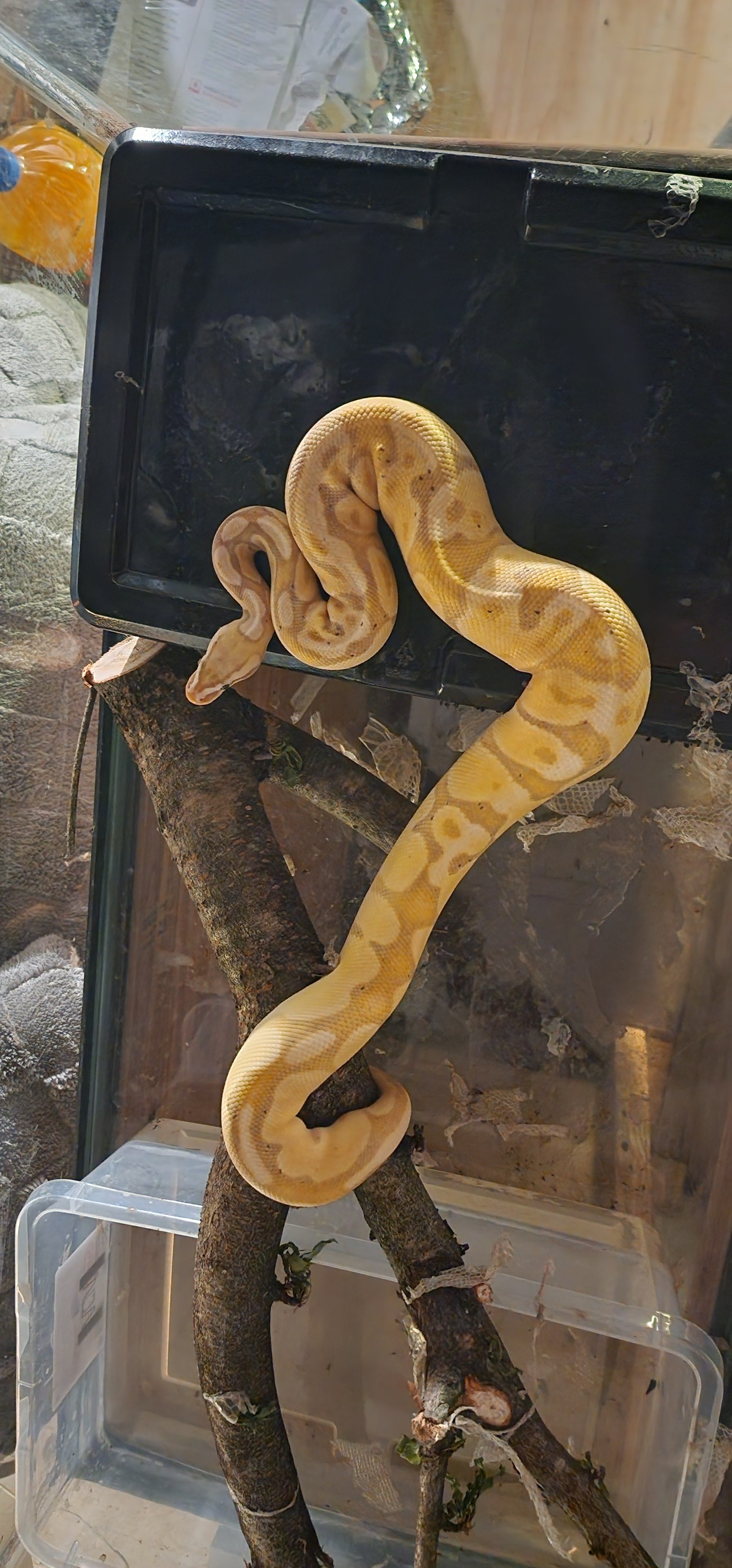 Ball Python | 800 gram Female | Orange Dream Banana 💯 Het Piebald - My ...